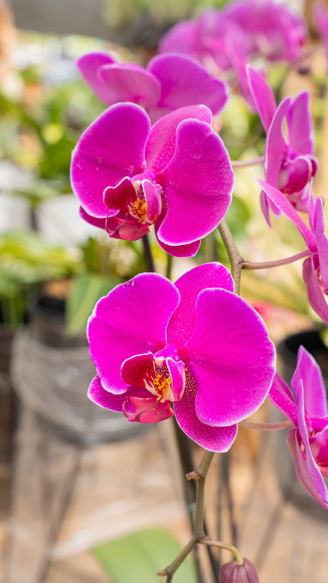 Orquídea Phalaenopsis blanca y morada en matera de cerámica